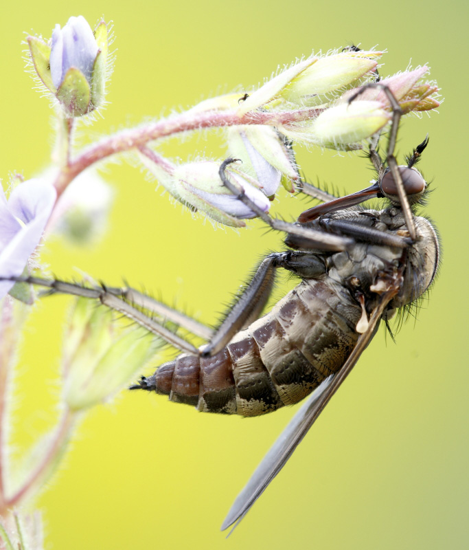 Femmina di Empis tessellata